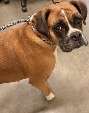 Nela, Boxer, adult, available for adoption