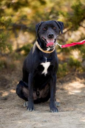 Loki, Black Labrador Retriever, adult, available for adoption
