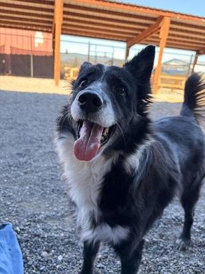 Cee Cee, Border Collie, adult, available for adoption