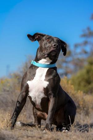 Stetson, American Staffordshire Terrier, adult, available for adoption