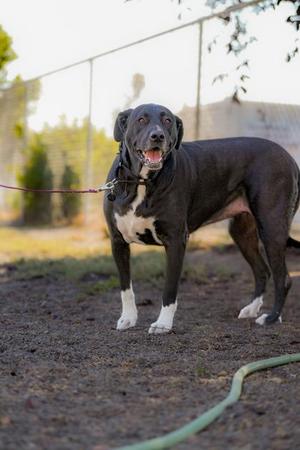 Lucy, Black Labrador Retriever / Great Pyrenees, adult, available for adoption