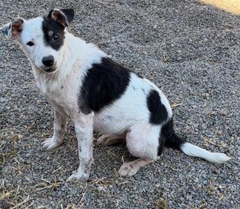 A black and white dog sitting on a gravel surface.