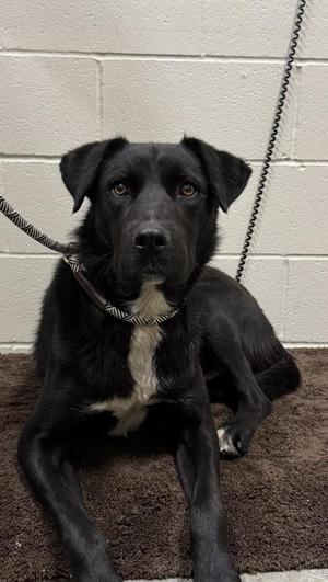 Blaze, Black Labrador Retriever / Border Collie, young, available for adoption