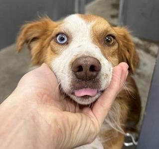 Jack Jack, Australian Shepherd, adult, available for adoption