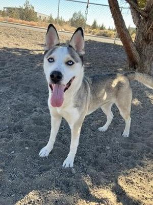 A Siberian Husky dog with striking blue eyes and a black and white coat stands on a dirt ground, its tongue out, in an outdoor setting with a tree and a fence in the background.