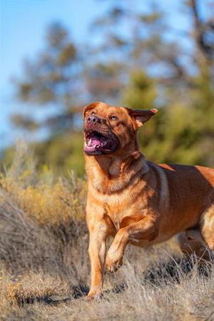 Kodi, German Shepherd Dog / Mastiff, young, available for adoption