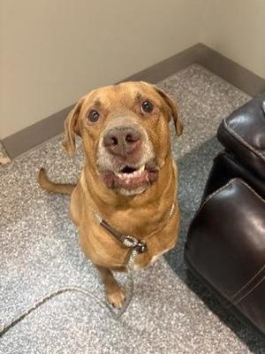 Dakota, Labrador Retriever, adult, available for adoption