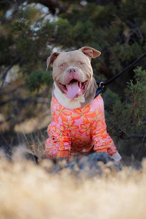 Kane, American Staffordshire Terrier, young, available for adoption