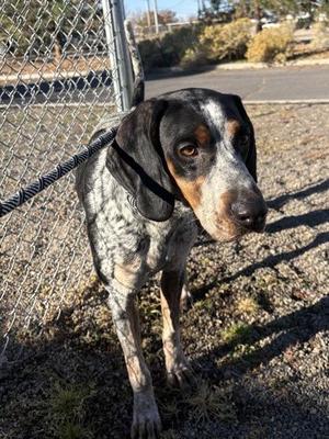 Copper, Bluetick Coonhound, young, available for adoption