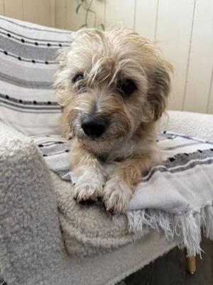A small, fluffy dog with light brown and white fur is sitting on a striped blanket on a couch. The dog has a black nose and dark eyes, and its fur appears slightly tousled. The background shows a light-colored wall and part of the couch's armrest.