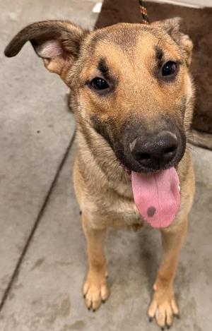 A close-up of a dog with a brown and black coat, its tongue out, looking directly at the camera.