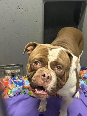 Jimmy, Bulldog, young, available for adoption
