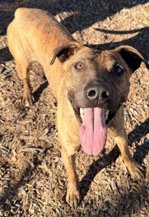 Adobo, American Staffordshire Terrier, young, available for adoption