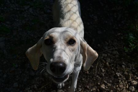 Cuddles, Labrador Retriever / Pointer, young, available for adoption