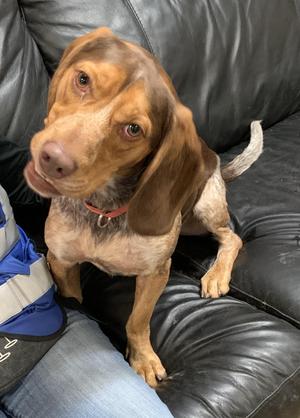 Tahoe, Hound, young, available for adoption
