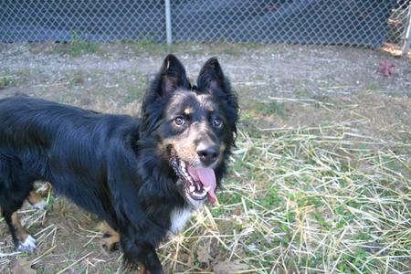 Cortez, Australian Shepherd, young, available for adoption