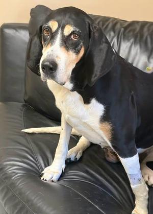 Marmalade, Coonhound, adult, available for adoption