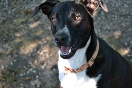 Solice, Black Labrador Retriever, young, available for adoption