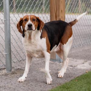 Bertha, Beagle / Mixed Breed, adult, available for adoption