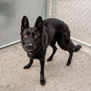 Maggie, German Shepherd Dog, adult, available for adoption
