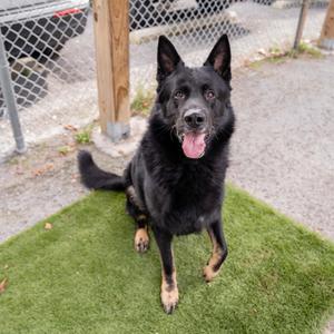 Bear, German Shepherd Dog, adult, available for adoption