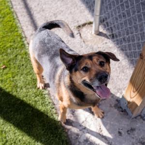 Pickles, Shepherd / Mixed Breed, adult, available for adoption