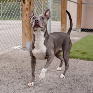 A gray and white pit bull terrier standing on a gravel surface, looking up with its mouth open and ears perked up.