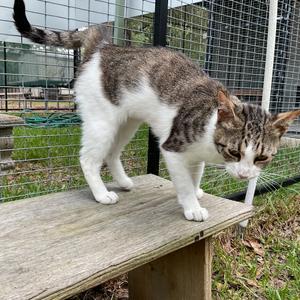 Patter, available for adoption