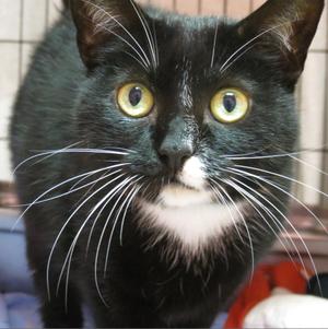 Britta, senior, available for adoption