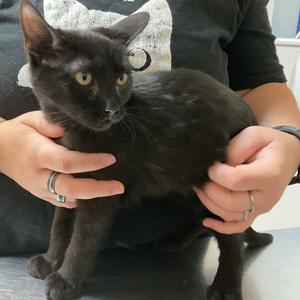 Poseidon, kitten, available for adoption