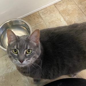 Prim, senior, available for adoption