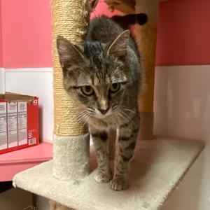 Millie, adult, available for adoption