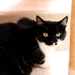 A black and white cat with yellow eyes is sitting on a beige carpeted surface, looking directly at the camera.