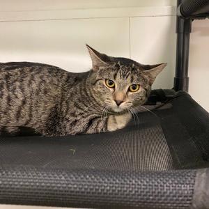 Apple, kitten, available for adoption