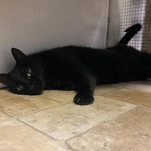 Millie, senior, available for adoption
