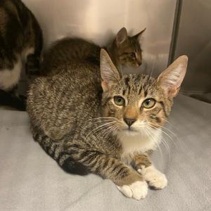 Donald, kitten, available for adoption