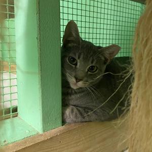 Cranberry, kitten, available for adoption