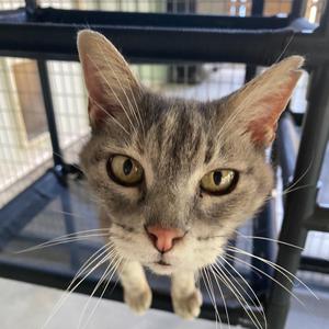 Emma, senior, available for adoption