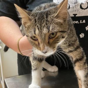 Aphrodite, kitten, available for adoption