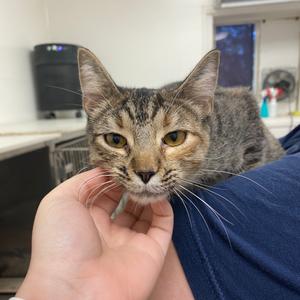Ekko, available for adoption