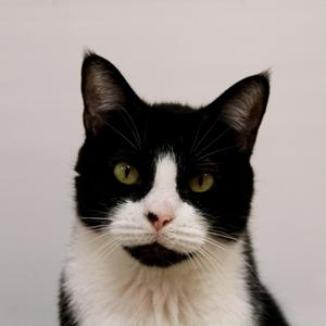 A black and white cat with green eyes looking directly at the camera.