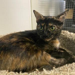 Jinx, adult, available for adoption