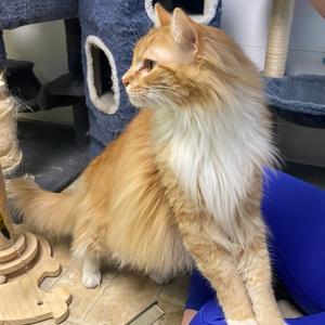 Lenard, adult, available for adoption