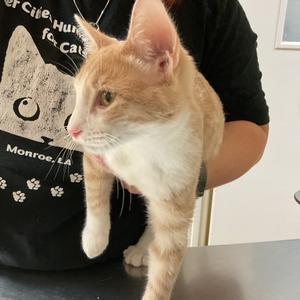 Ares, kitten, available for adoption
