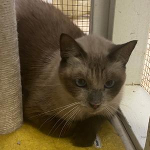 Briscoe, senior, available for adoption