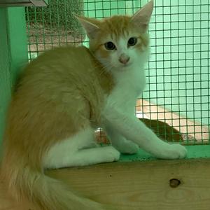 Nala, kitten, available for adoption