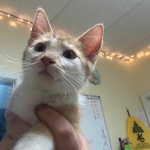 A close-up of a small orange and white kitten being held by a person's hand. The kitten has large, dark eyes and is looking up. In the background, there is a whiteboard and string lights.