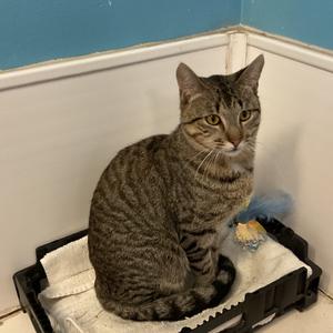 Leopold, adult, available for adoption