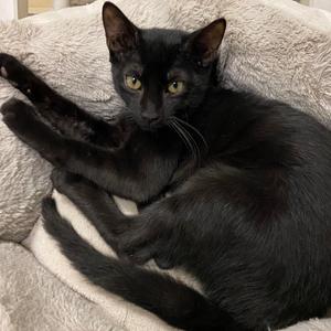 Heel, kitten, available for adoption