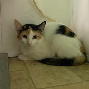 A calico cat with white, black, and orange fur is sitting on a tiled floor, looking directly at the camera.